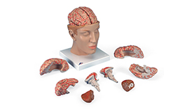 頭部 9分解モデル 動脈頭蓋底付 C25